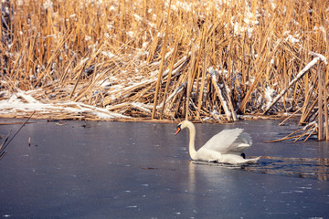 Swan swimming in the frozen lake in winter