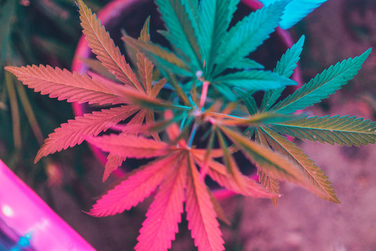 Colorful, vibrant and funky cannabis/marijuana background