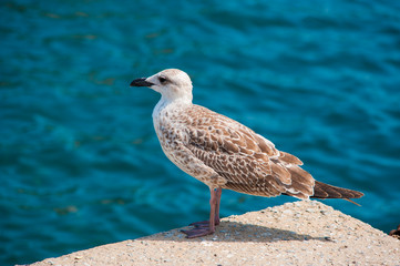 Seagull on the beach