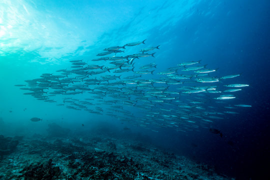School of Barracuda fishes underwater