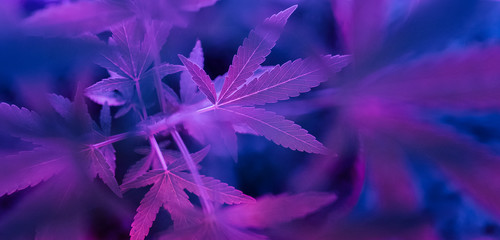 Colorful, vibrant and funky cannabis/marijuana background