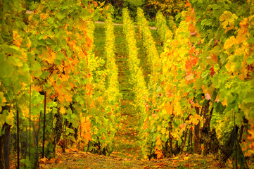 Landscape view of beautiful vintage vineyards with vivid colorful foliage