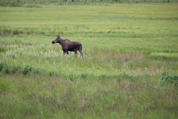 Female moose walking in a grassy field, from a distance