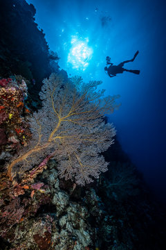 A large sea fan on the underwater wall with a scuba diver.