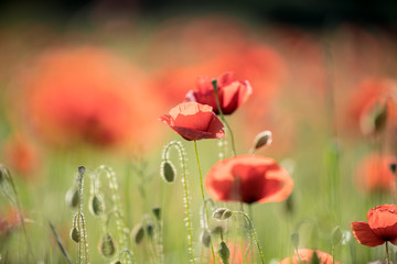 field of red poppies