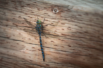 American emerald dragonfly on wooden fence