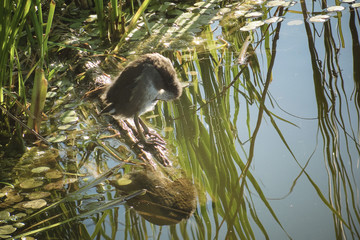 Juvenile Dusky moorhen among green bulrush on lake