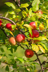 Organic apples on branch. Summer fruits.