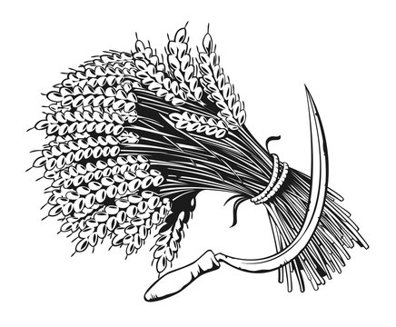recommend clip art: Sheaf of organic wheat and sickle engraving, vector illustration