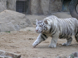white tiger