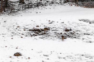 Young wild deers feeding looking for food in the snow in late winter in Switzerland