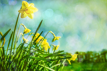 Fototapeta na wymiar yellow flowers, daffofils on green background of blue sky