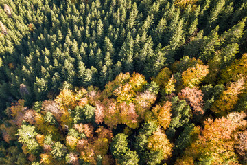 Top down aerial view of green and yellow autumn forest with many fresh trees.
