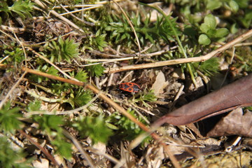 Pyrrhocoris apterus red fire bud common insect