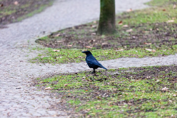 Crow walking in the park