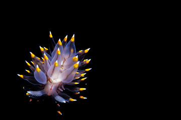A Santa Barbara Janolus (Janolus barbarensis) nudibranch.
