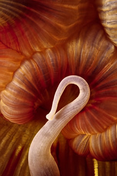 A fish-eating anemone sensually curls one tentacle over its mouth
