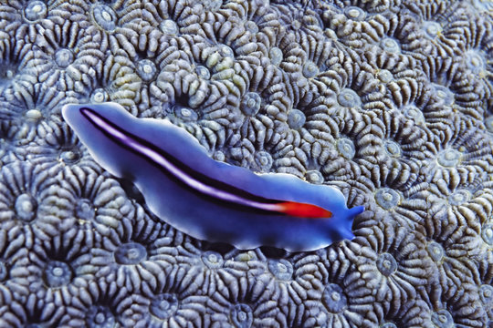 Beautiful bifurcated flatworm (Psuedoceros bifurcus) on blue hard cora