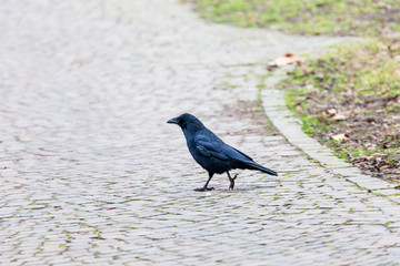 Crow walking in the park