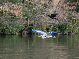 Grey Heron (ardea cinerea ) in flight