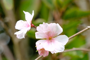 Pink flower bloom close up on white background