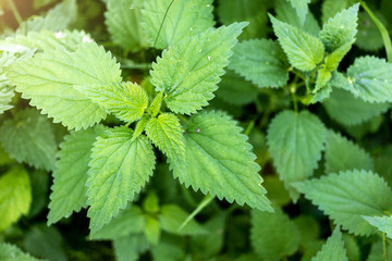 Green leaves of stinging nettle