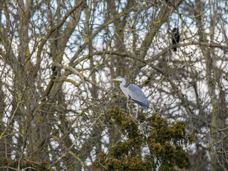 Grey Heron (ardea cinerea ) in a Heronry.