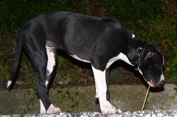 amstaff pitbull increocio Lilith