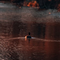 Duck on a lake in the sunset