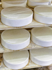 Shelf of young Cheese in ripening cellar in French dairy