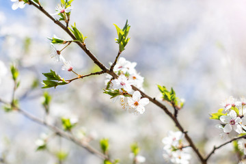 Obraz premium A branch of an apple tree with flowers blooming in spring