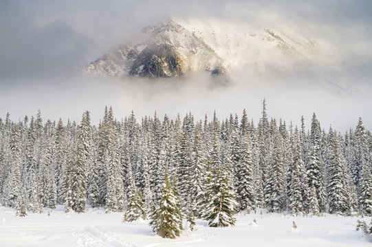 Moody Mountain Peaking Out Through The Clouds Over Snow Covered Trees