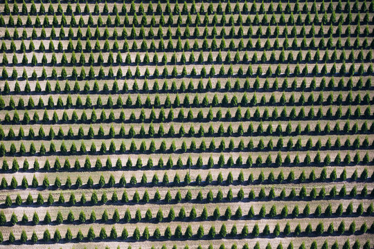 Aerial view of planted rows of cedar trees