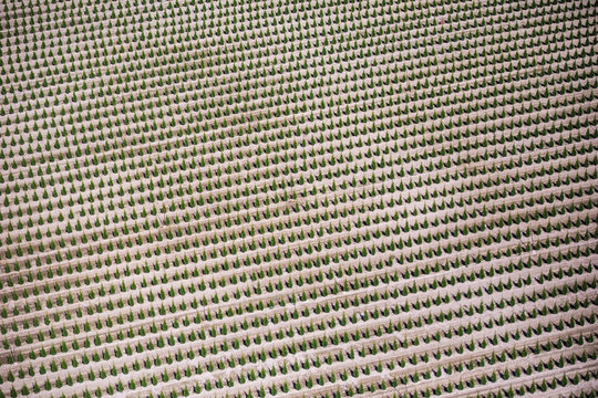 Aerial view of trees planted in rows at nursery, Fraser Valley, B.C.