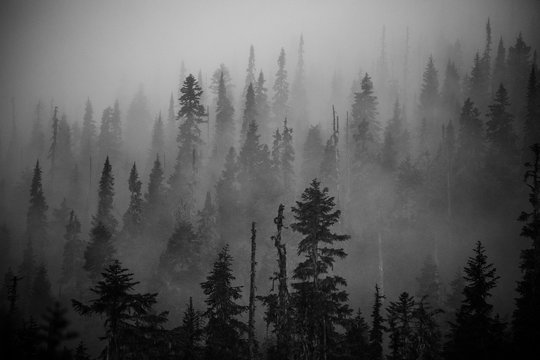 Scenic views of the temperate rainforest with mist and low cloud
