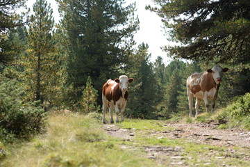 Begegnung im Wald. Kälber stehen auf Wanderweg