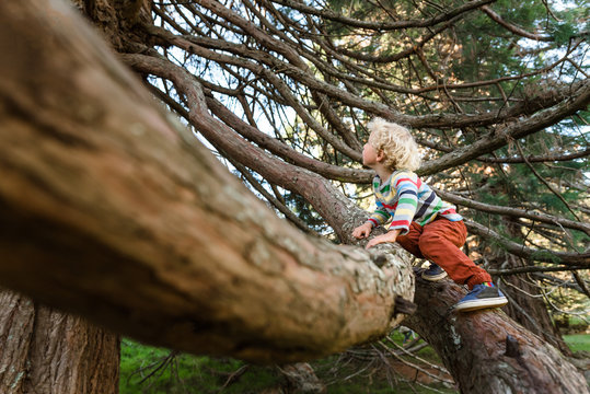 Preschool aged kid climbing tree in New Zealand
