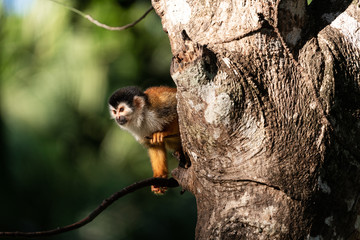 Wild squirrel monkey in a tree in Costa Rica