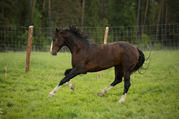 Brown horse runs in paddock with coniferous forest on background 