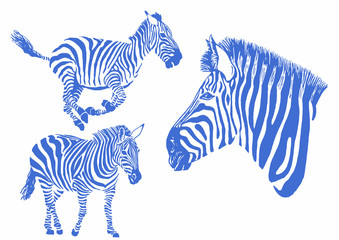 Fototapeta na wymiar Graphical color set of zebra isolated on white background, vector illustration