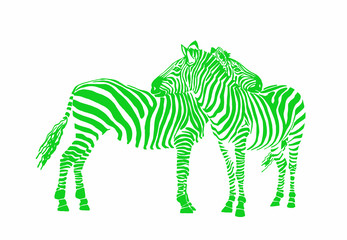 Graphical color family of  zebra isolated on white background, vector illustration