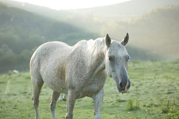 white horse grazing on pasture with forest on background