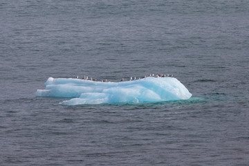 Iceberg floating in the waters near Dawes Glacier, Endicott Arm, Alaska. Seagulls sitting on the Iceberg 