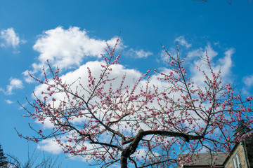 A White and Pink Tree on a Clear Blue Sky