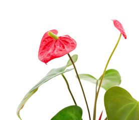 Green anthurium in flowerpot.