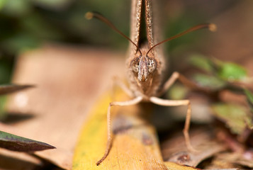 A selective-focus macro image of the front of an Evening Brown(Melanitis leda) - a common woodland...