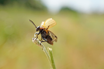 Nahansicht eines braungelben Weidenblattkäfers