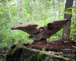 Fototapeta premium Chaga mushroom or inonotus obliquus fungus on birch tree