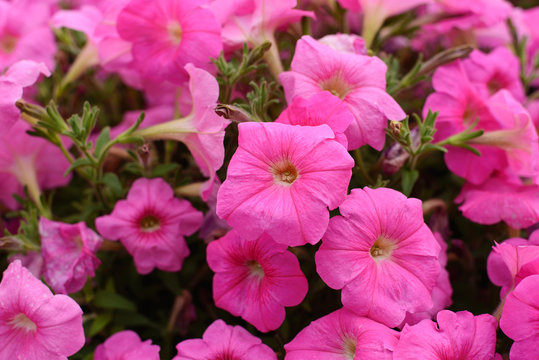 Bright and beautiful spring floral background texture of purple petunias on a flower bed close-up. Flower pattern solanaceous herbaceous perennial plant