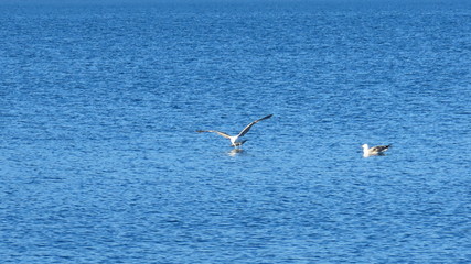 Fototapeta na wymiar Flying seagull over adria sea in croatia dalmatia